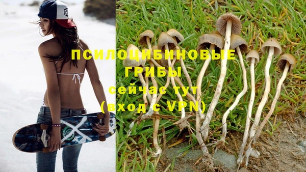 шишки Аркадак